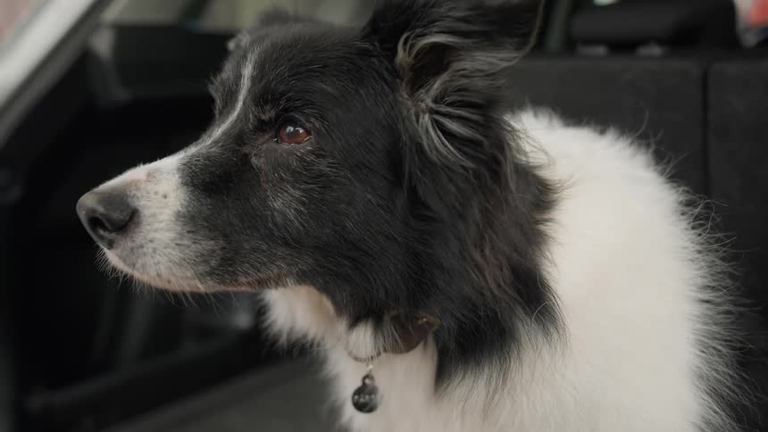 Black and white dog with brown eyes sits in the open trunk of a car