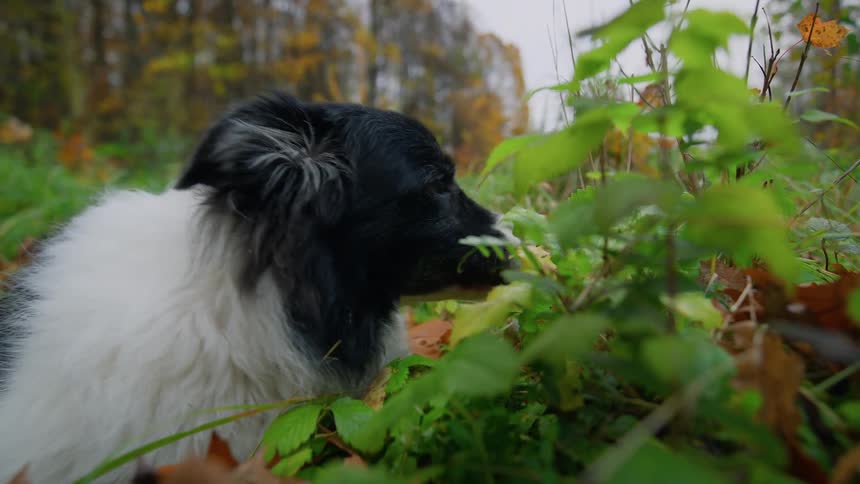 White and black dog eating a leaf in the forest