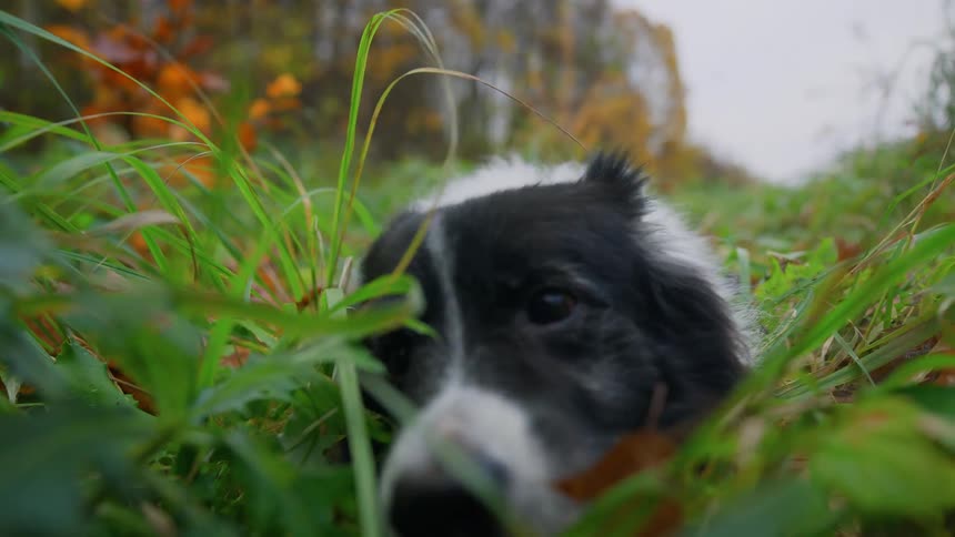 A blackandwhite dog lays in the grass while happily eating it