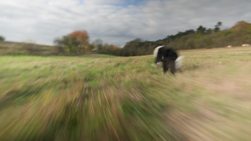 Pov dogs running through grassy field