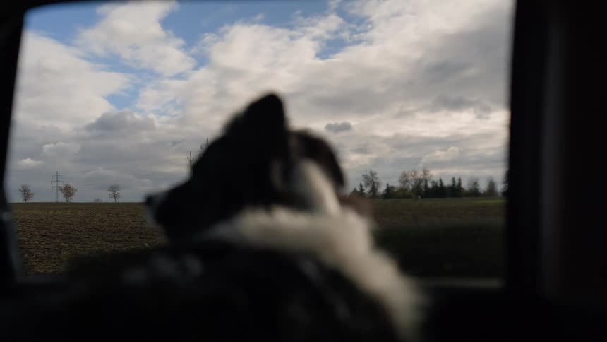 Dog standing next to the window of a moving car on a road next to a field and trees during day time