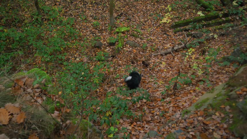 White and black dog plays with ball in the autumn forest