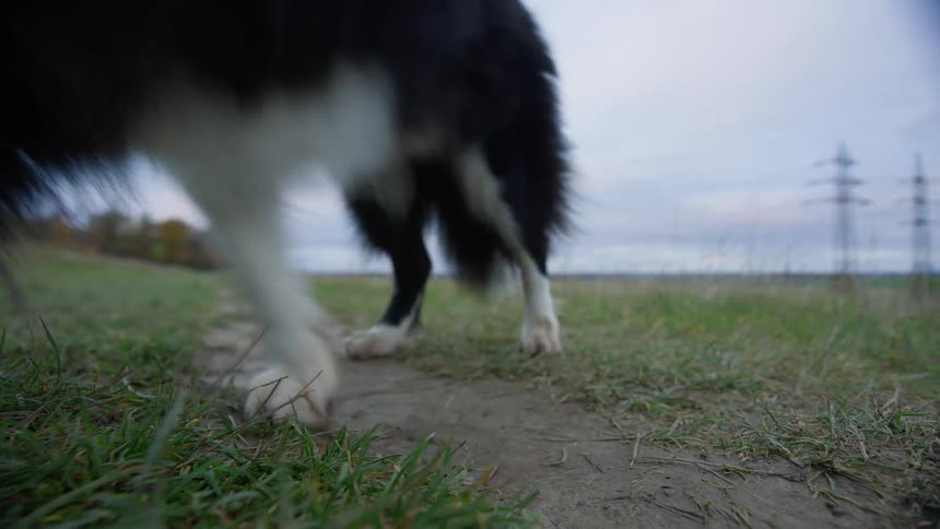 Border collie dog outdoors picking up a tennis ball on their mouth and walking forward on a field next to woodlands during day time