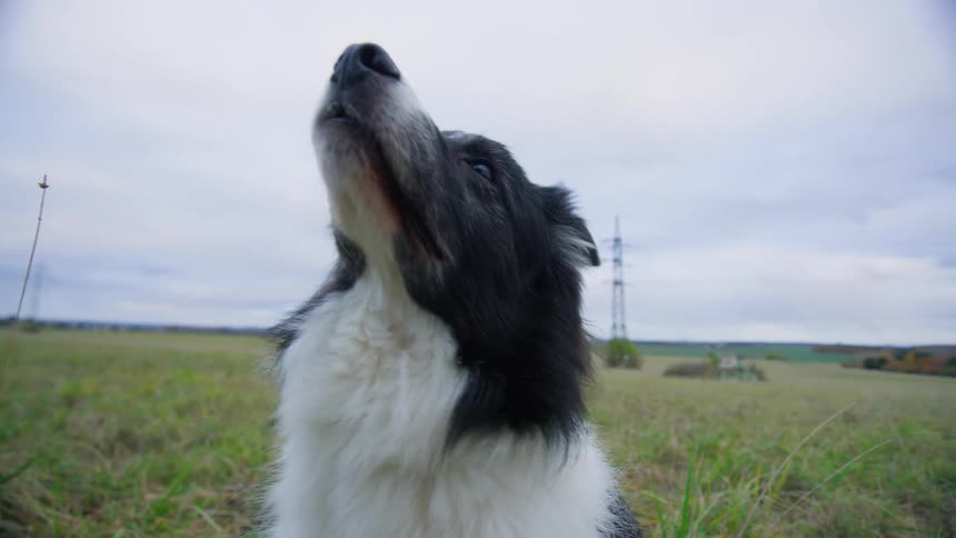 Border collie dog playfully standing up outdoors on a field during day time