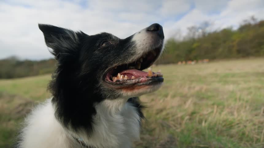 Panting dog in field near woods flicks back an ear