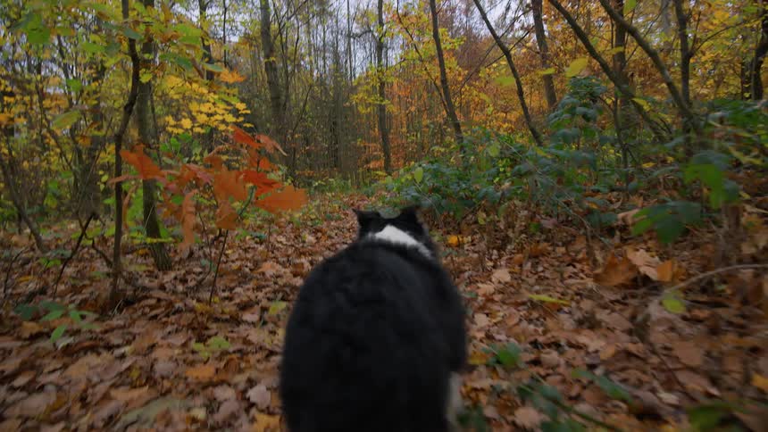 A dog with a tennis ball in its mouth walking through the forest