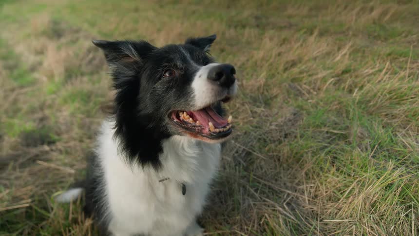 Close up of a dog waiting for treats in the grass