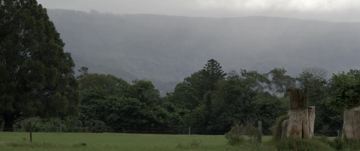 Trees line a grassy field on a cloudy day