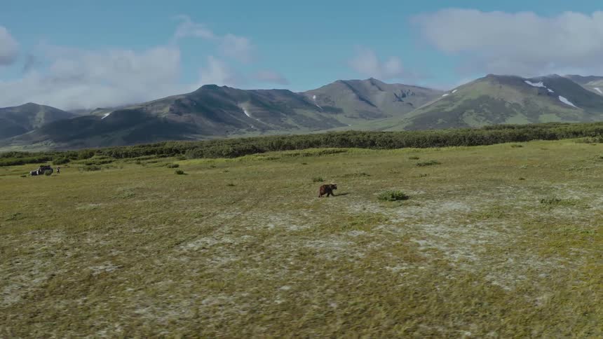A brown bear walking in a nature field with mountains in the background
