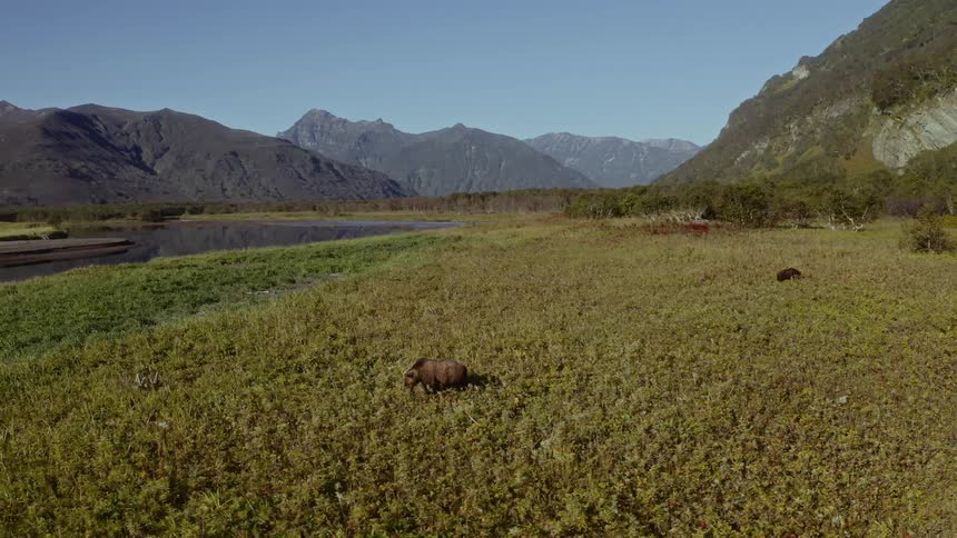 Aerial view of bears in a valley on the mountains