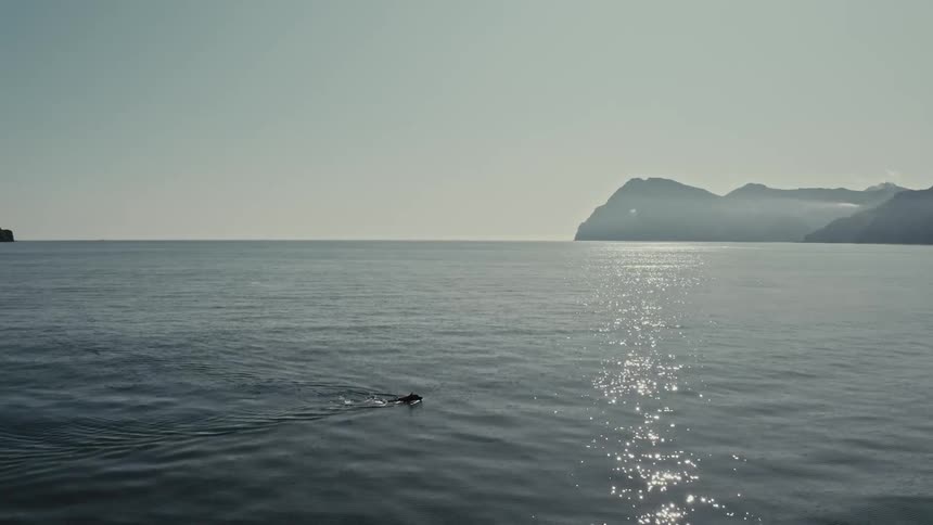 A land animal swimming in the sea on a sunny day