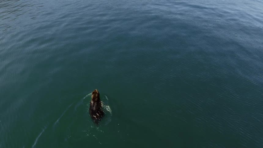 Aerial view of a bear swimming in the midst of the sea