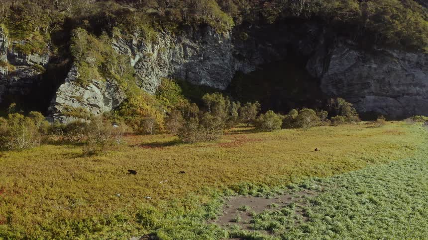 Bears roaming on a valley in the mountains