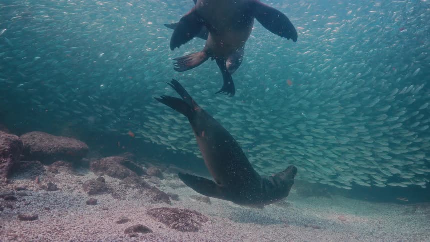 Sea lions playing together with schools of fish around
