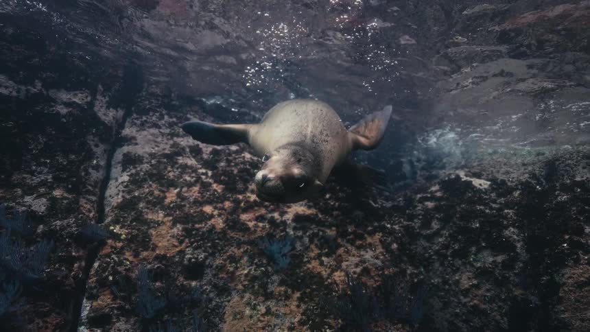 A sea seal swimming near the shore of the beach