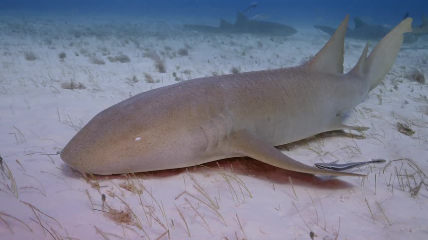 A fish swimming near the bottom of a shallow sea