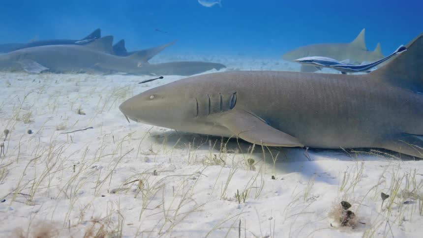 Underwater sharks swimming above the sandy seabed