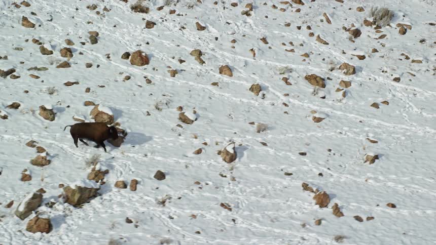 Bison running through a snowcovered field