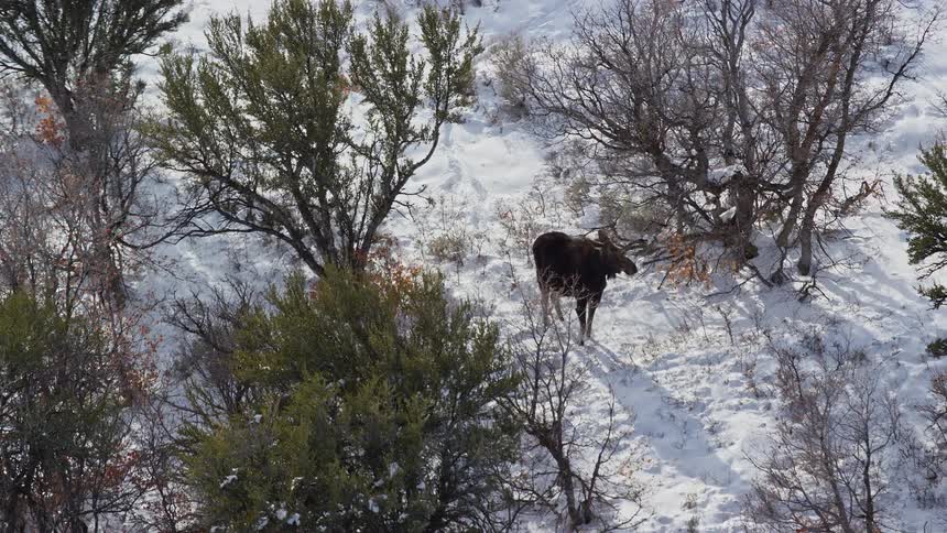 Animal among the trees on a snowcovered ground