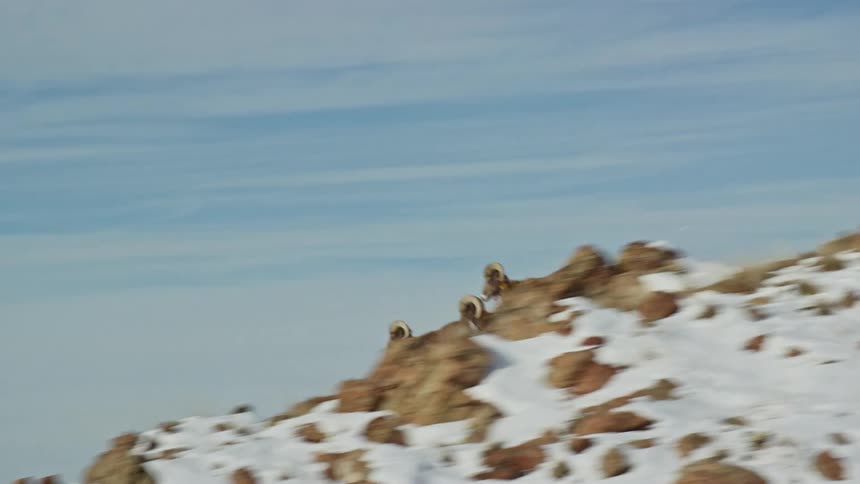 A herd of goats descended the frozen mountain at high speed