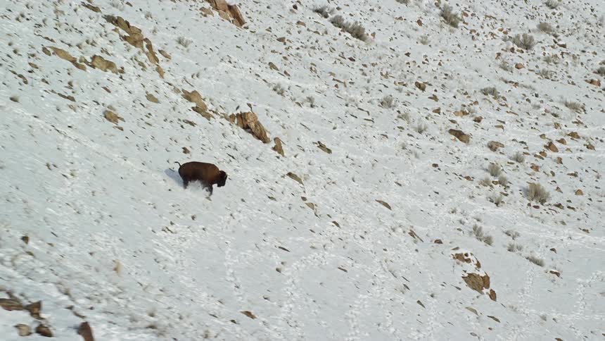 A bison moving through a snowy rocky terrain