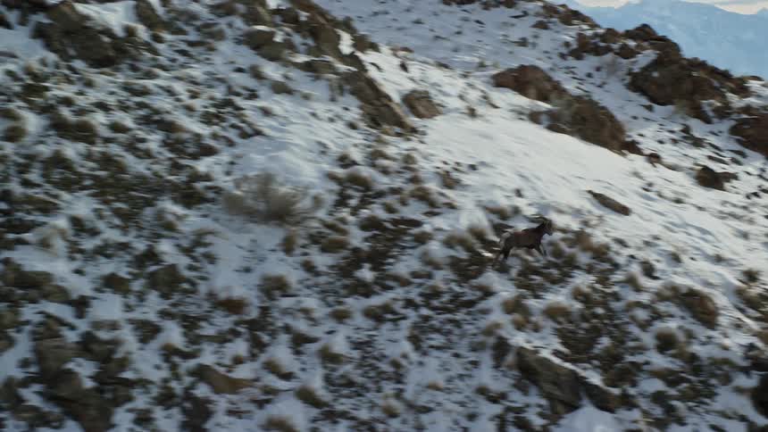 Goat running through snowcovered mountains
