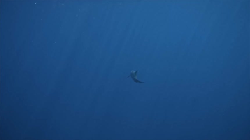 Dolphin swimming in the depths of the ocean