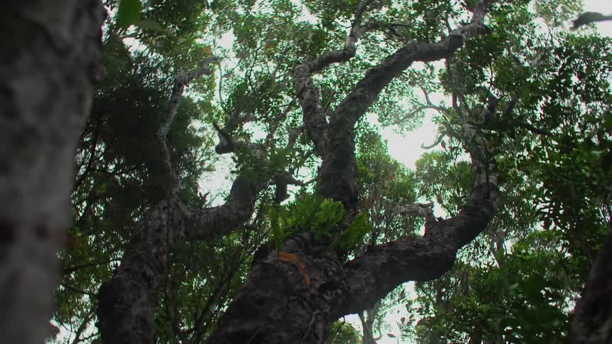 Panorama of a forest with an upward view