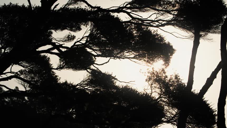 Several trees with many branches and a bright sky
