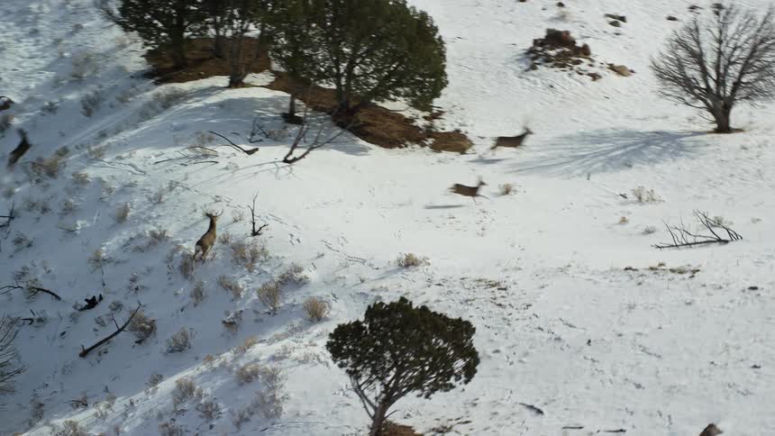 Deer running through nature with the ground covered in snow