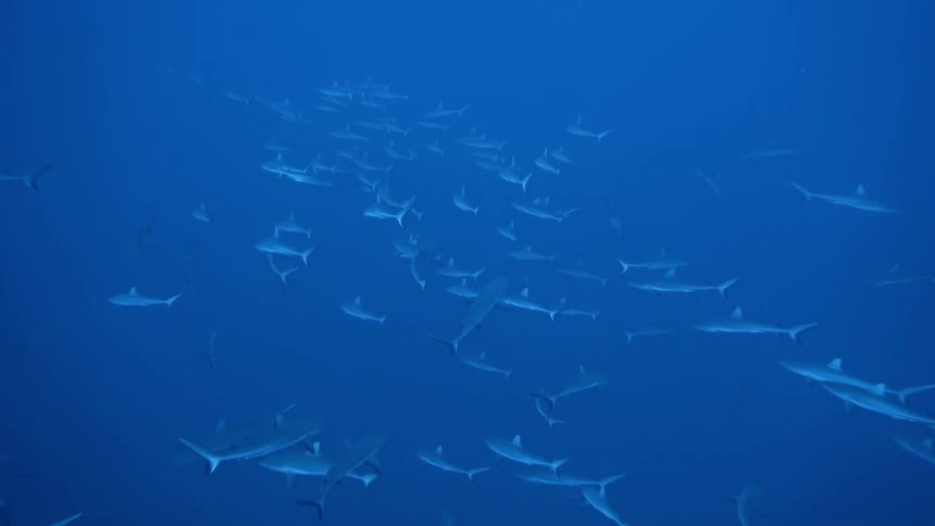 The sharks swim together underwater