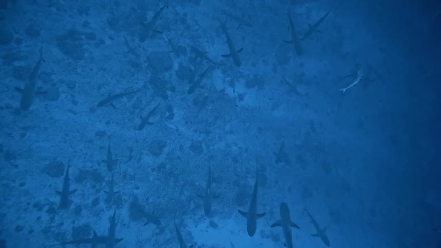 Sharks swimming in the blue sea