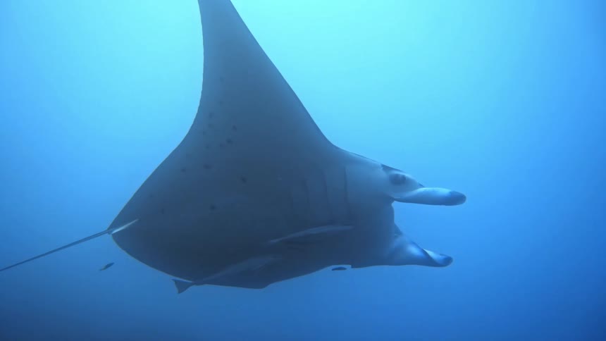 A manta ray deep under the ocean