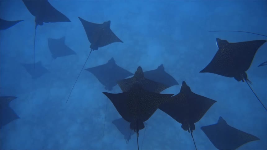 A group of spotted eagle ray swim on the ocean floor