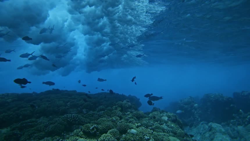 View from inside the sea of fish above the reef with a wave passing by