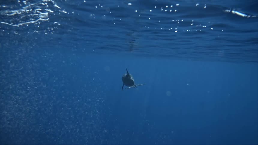 A dolphin swims forward in a blue body of water