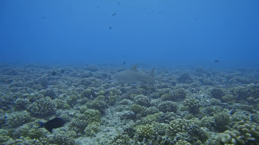 A deep sea shark swimming near reefs