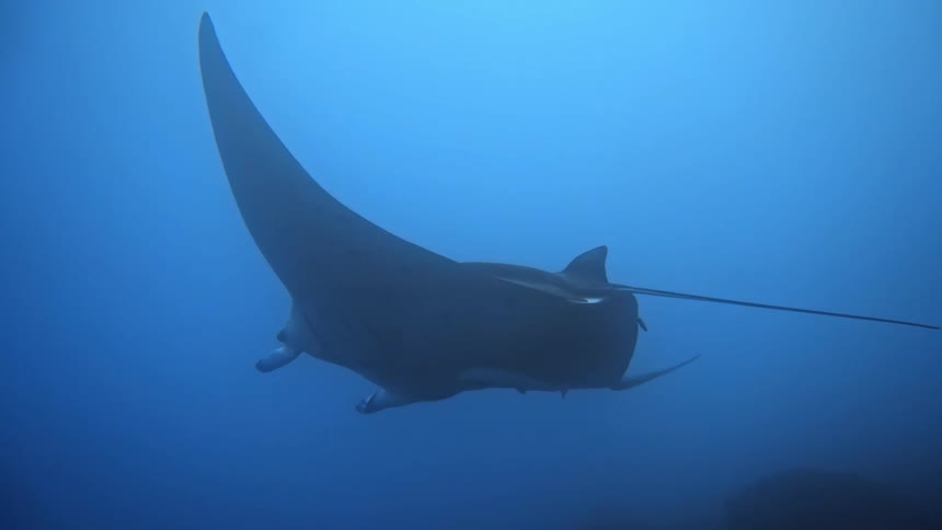Manta ray accompanied by smaller fish swims through murky water