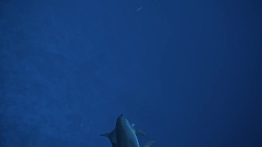 Dolphins swimming together in a blue sea