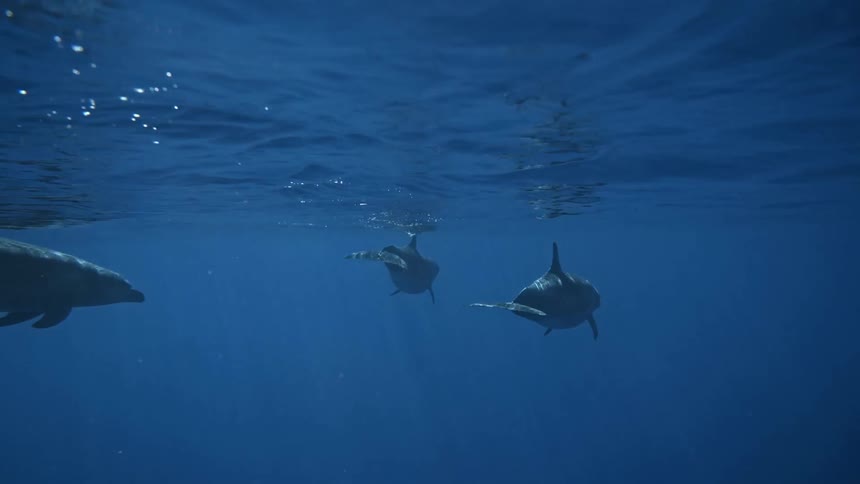 Three dolphins swim together underwater