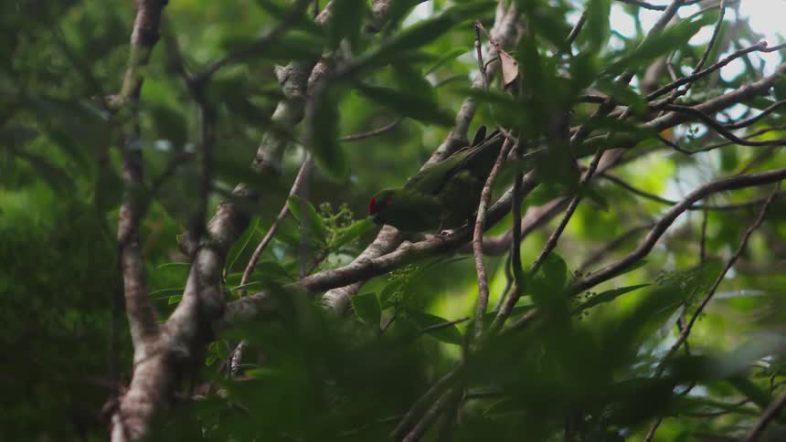 A bird is standing on the branch of the tree