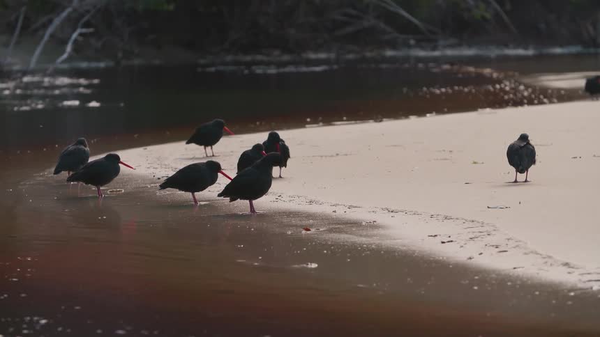 Small flock of birds huddles on shore across water from leafless forest during winter