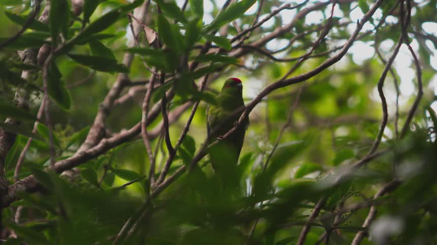 A parrot on the tree branch at midday
