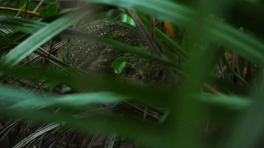 kakapo amidst nature and leaves