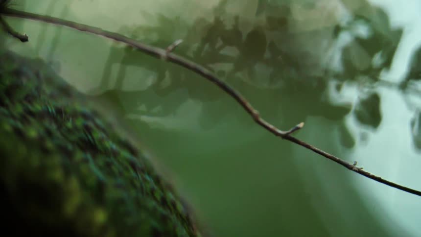 Close up of a kakapo bird on a tree