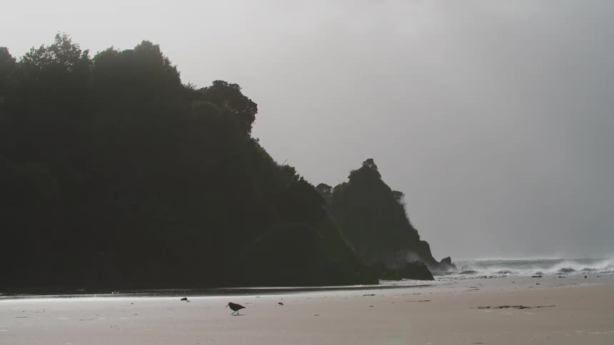 A bird walks on the beach