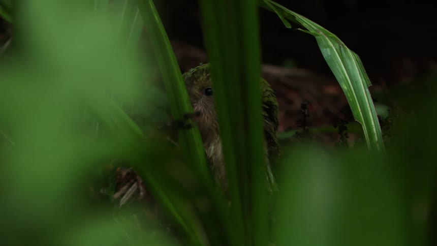 A small bird in a field during the day