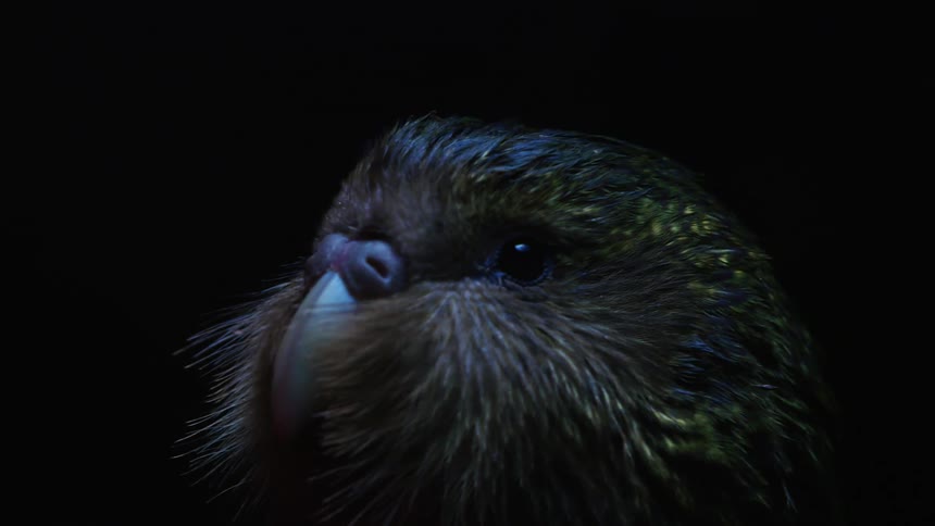Close up of an owl parrot