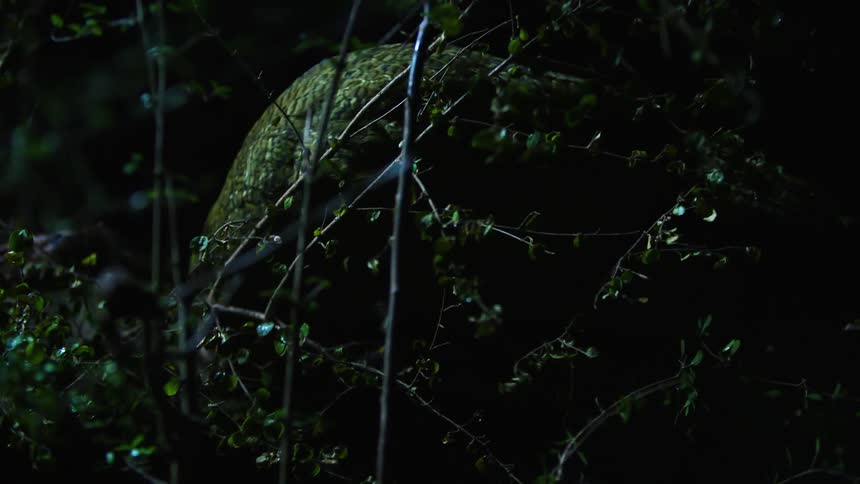 A big bird walking in the forest at night