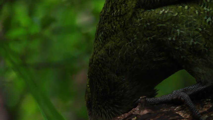 The bird moves on the branch